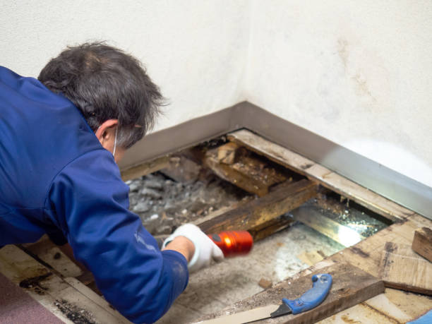 Best Bathroom Mold Remediation in Fox Island, WA