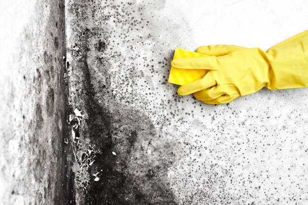 Best Industrial Mold Remediation in Fox Island, WA