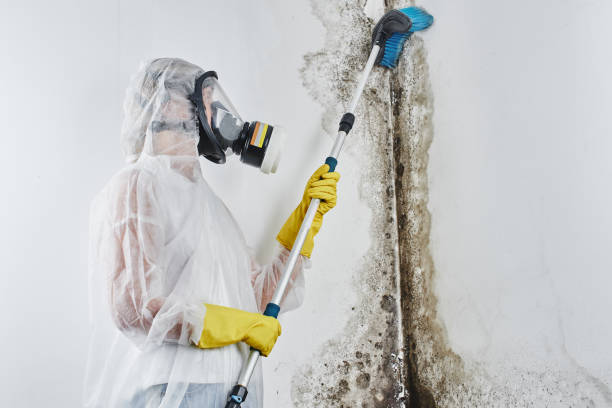 Trusted Fox Island, WA Mold Remediation Experts