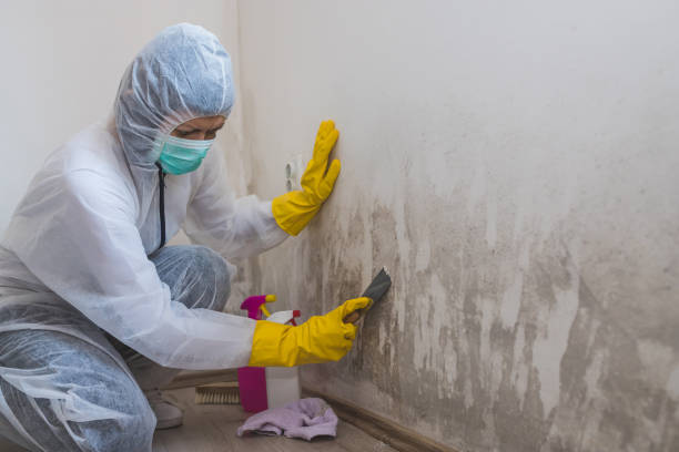 Best Bathroom Mold Remediation in Fox Island, WA