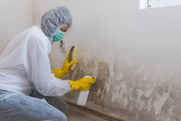 Best Attic Mold Remediation in Fox Island, WA