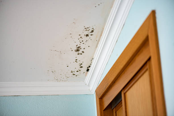 Best Post-Flood Mold Remediation in Fox Island, WA