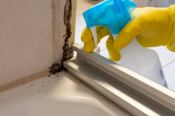 Best Insurance-Related Mold Remediation in Fox Island, WA