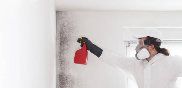 Best DIY Mold Remediation Support Services in Fox Island, WA