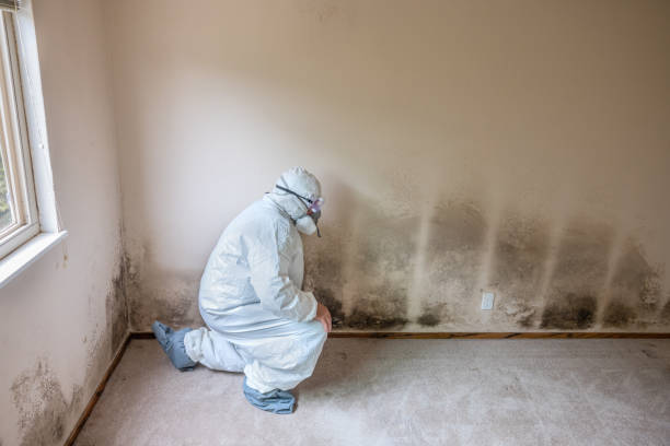 Best Black Mold Remediation in Fox Island, WA